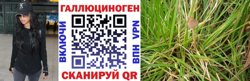Псилоцибиновые грибы Psilocybe Кудрово